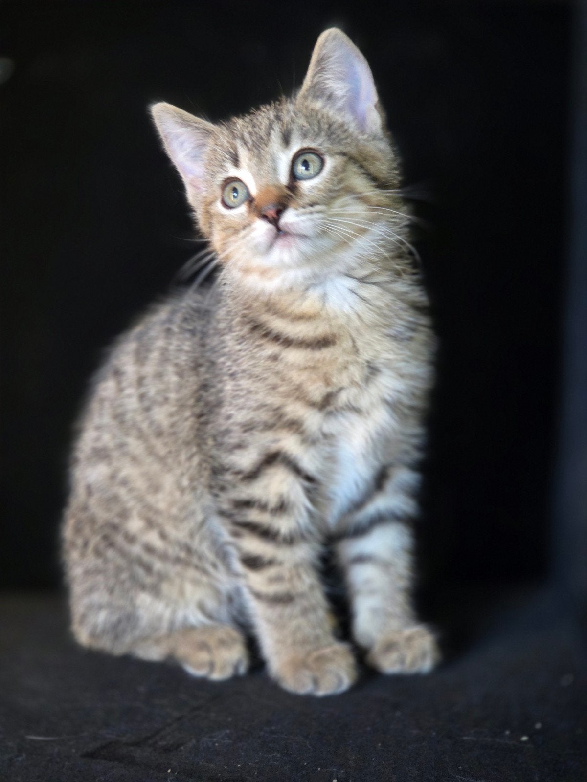 Mooie kruising blauwerus xragdoll sneeuwbengaal, Meerdere dieren, Gechipt
