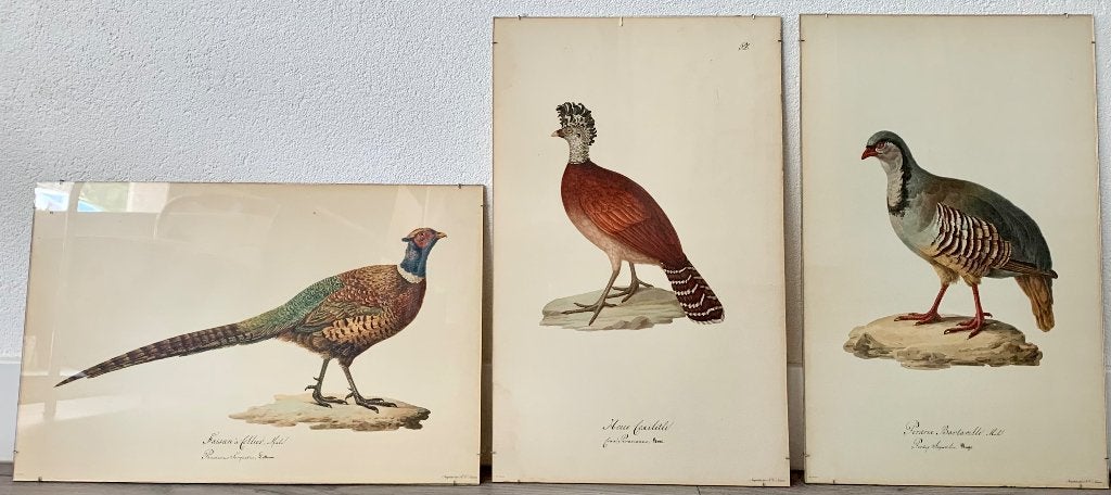 schilderij, Antiek en Kunst, Kunst | Schilderijen | Klassiek, Ophalen, Achter glas, Dieren, Klassiek