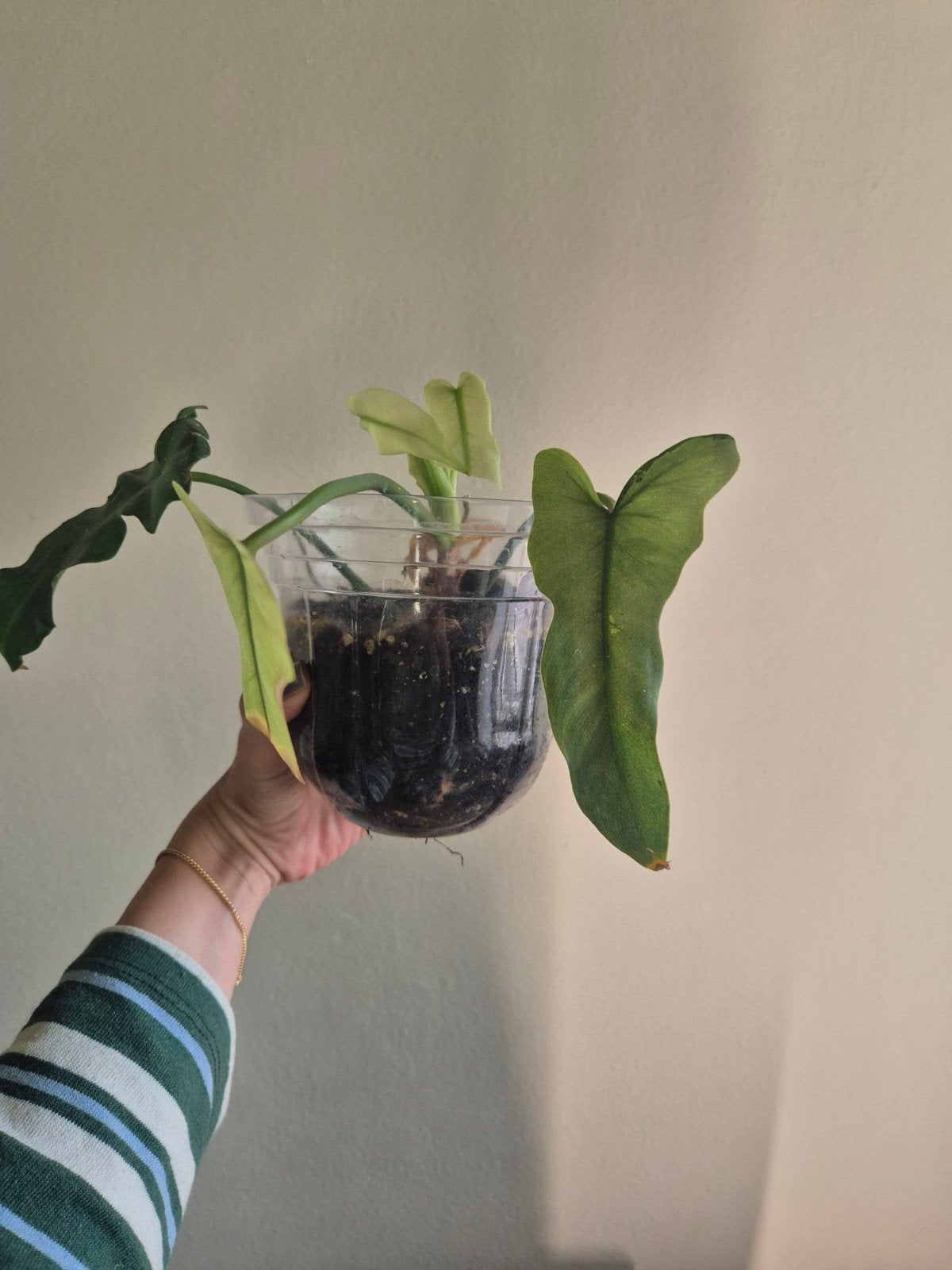 Philodendron Golden Dragon Mint Variegata, Huis en Inrichting, Kamerplanten, Ophalen of Verzenden