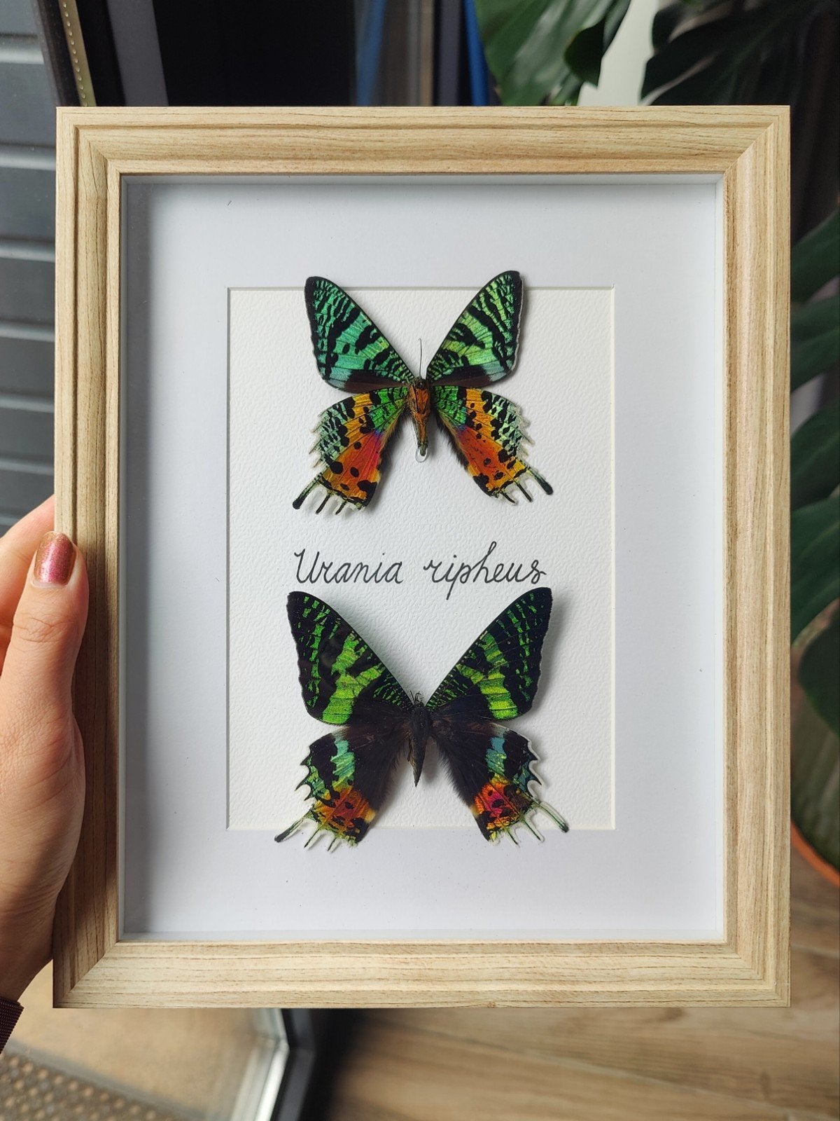 Opgezette vlinder in lijst / taxidermie - Urania ripheus, Verzamelen, Dierenverzamelingen, Ophalen of Verzenden, Nieuw, Insect