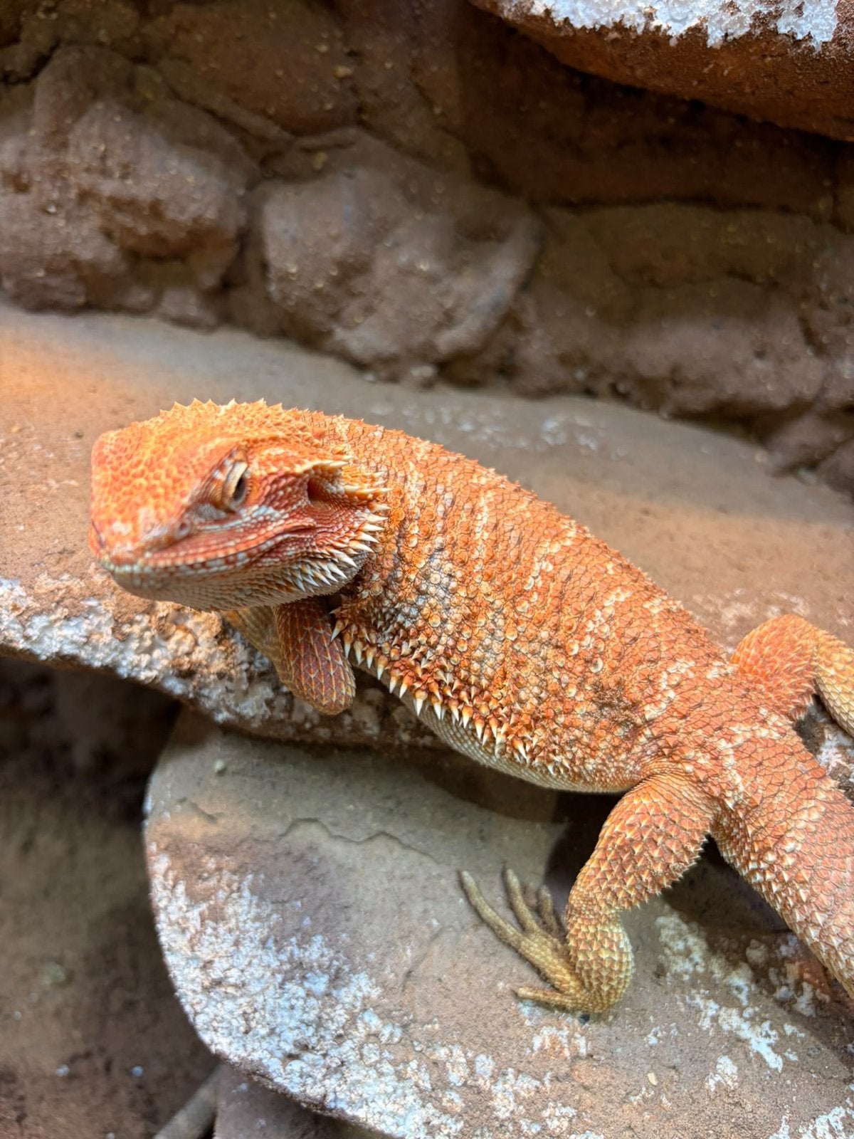 Baardagamen - Pogona Vitticeps Bearded Dragon photo 2