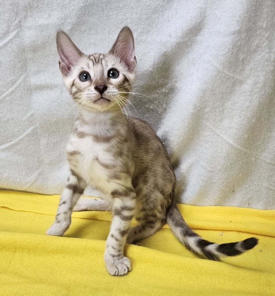 Sneeuwbengaal katertje kitten + Stamboom, Dieren en Toebehoren, Kater, Met stamboom, 0 tot 2 jaar