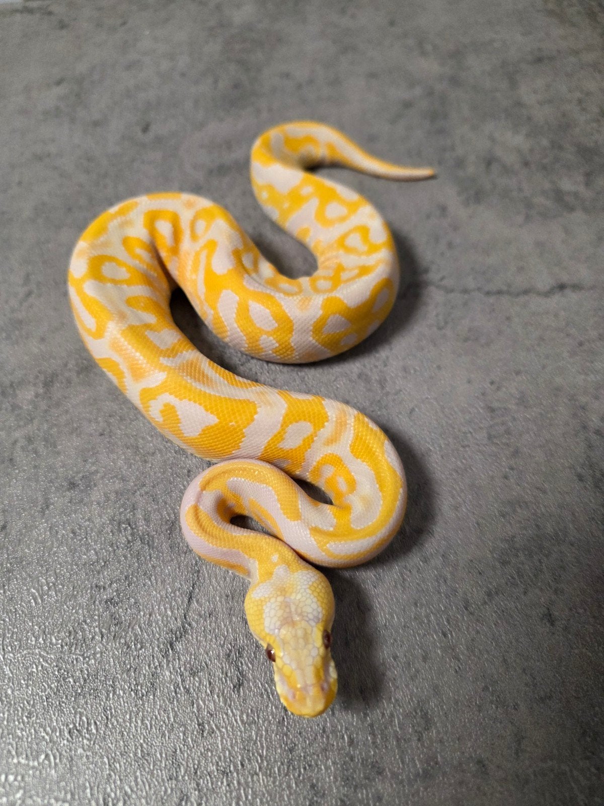 ️Leopard Pastel Lavender Albino 100%Clown(Grail project) Ball Python photo 2