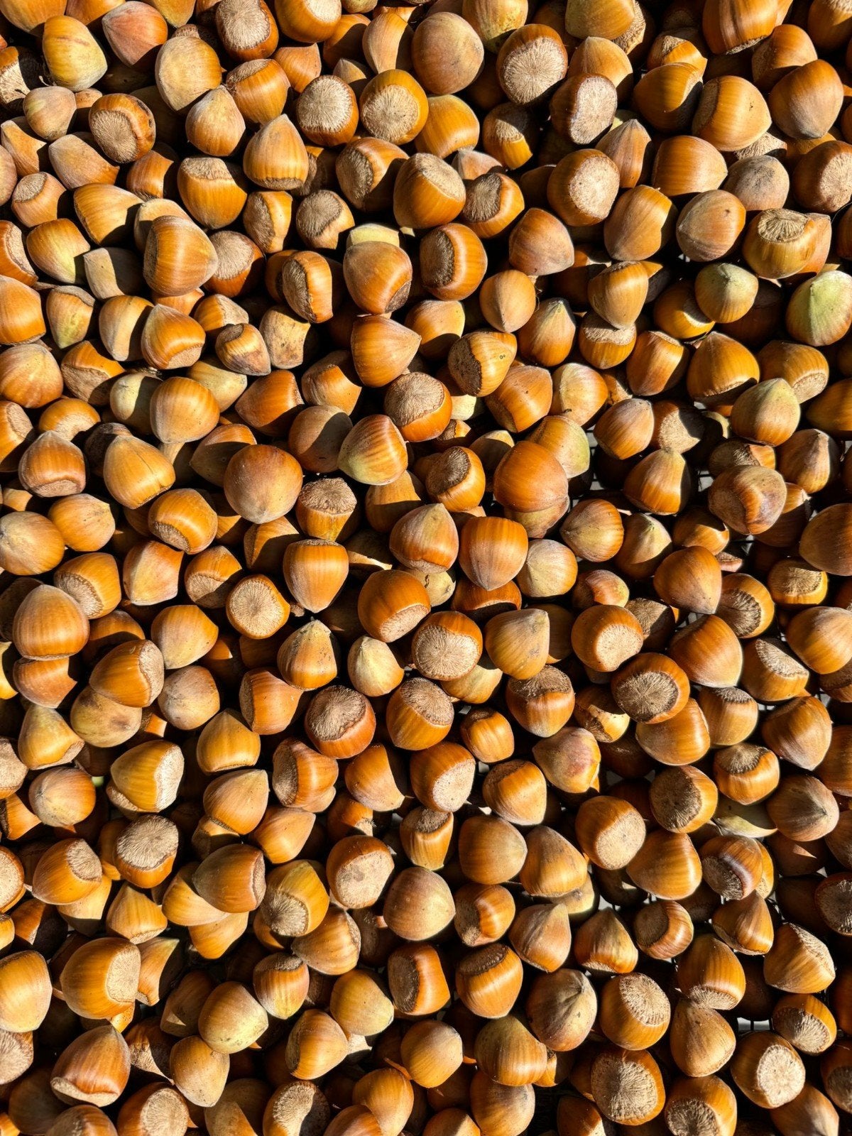 Biologisch geteelde hazelnoten uit de IJsseldelta, Verzenden
