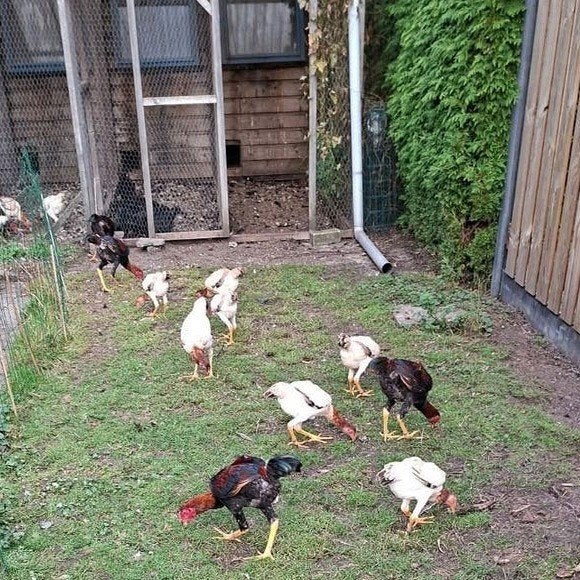 Mooie jonge maleier krielen, Dieren en Toebehoren, Meerdere dieren, Kip