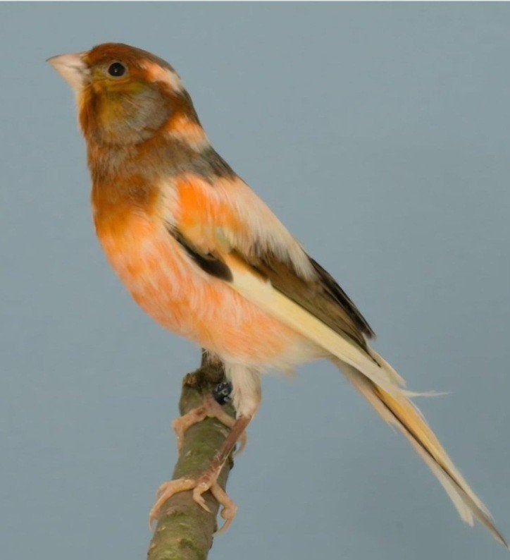 Wie heeft voor mij 1 harlekijn kanarie man zonder kuif 5kleu, Dieren en Toebehoren, Vogels | Kanaries, Mannelijk, Kleurkanarie