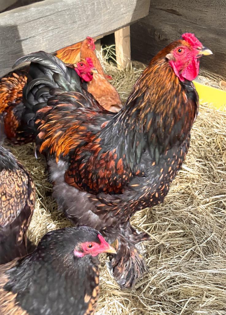 Prachtige Brahma haan, Dieren en Toebehoren, Pluimvee, Mannelijk, Kip