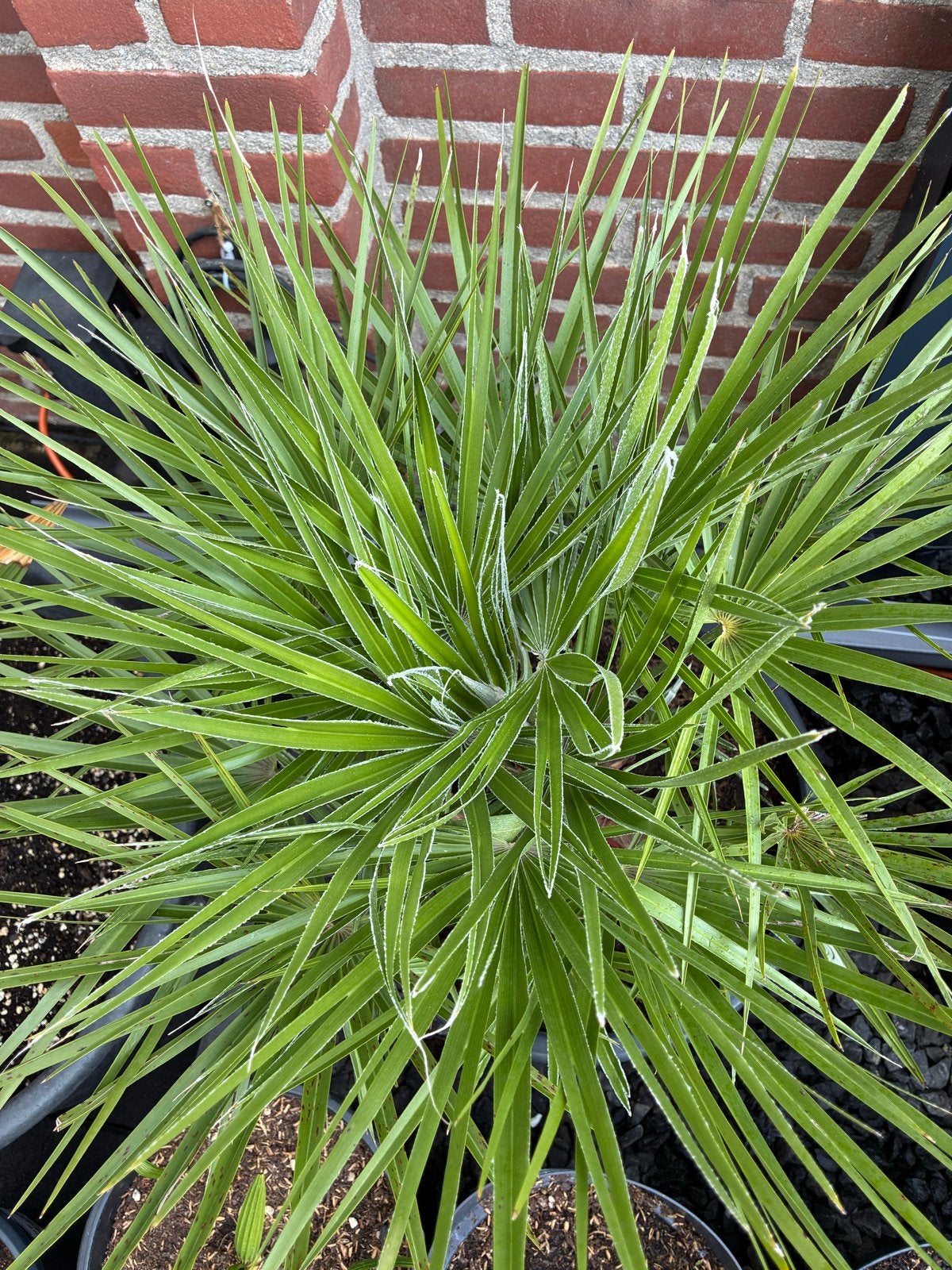 Foto 3 van Chamaerops Humilis Palmboom - Winterhard