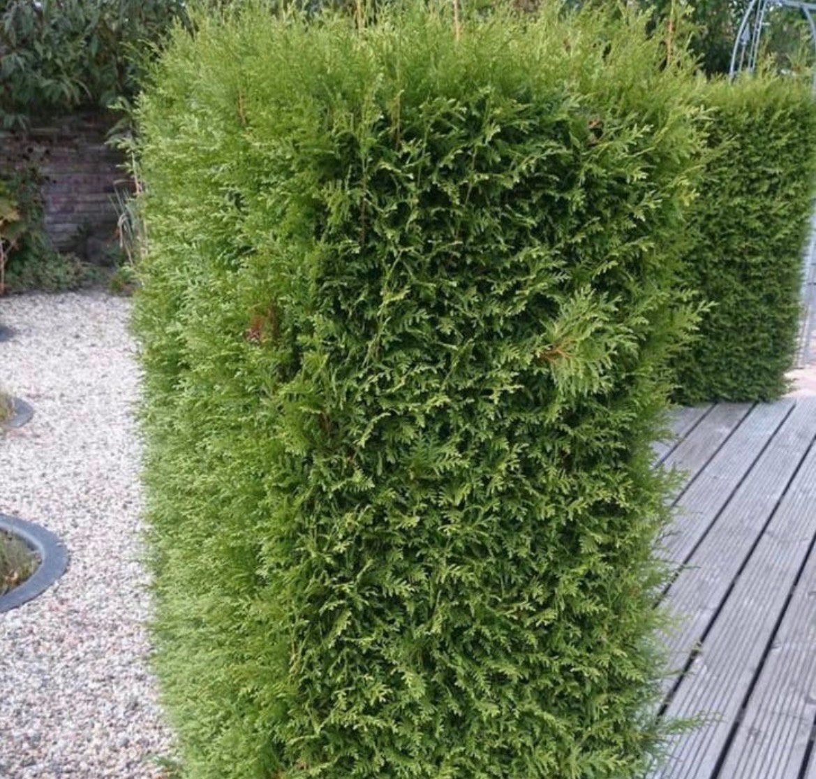 Thuja Brabant coniferen, Ophalen of Verzenden, Overige soorten, Volle zon