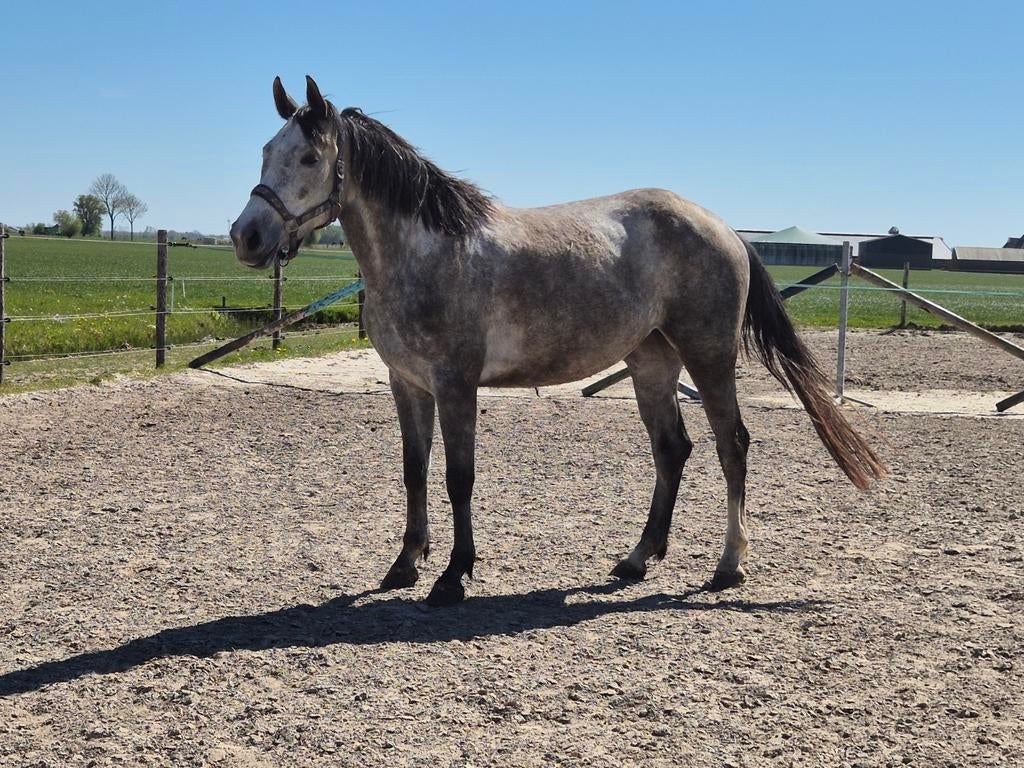 Te koop 4 jarige springgefokte merrie van MATTIAS., Merrie, Springpaard, Met stamboom, 3 tot 6 jaar