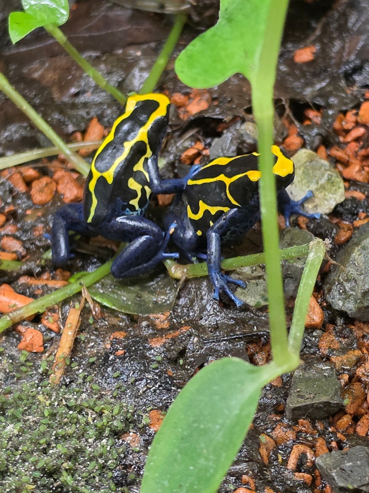 dendrobates tinctorius nominaat Frog - unknown for sale from Rosan