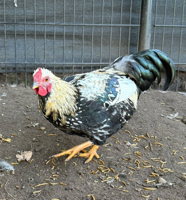 Mooie en lieve wyandotte kriel haan, Mannelijk, Kip