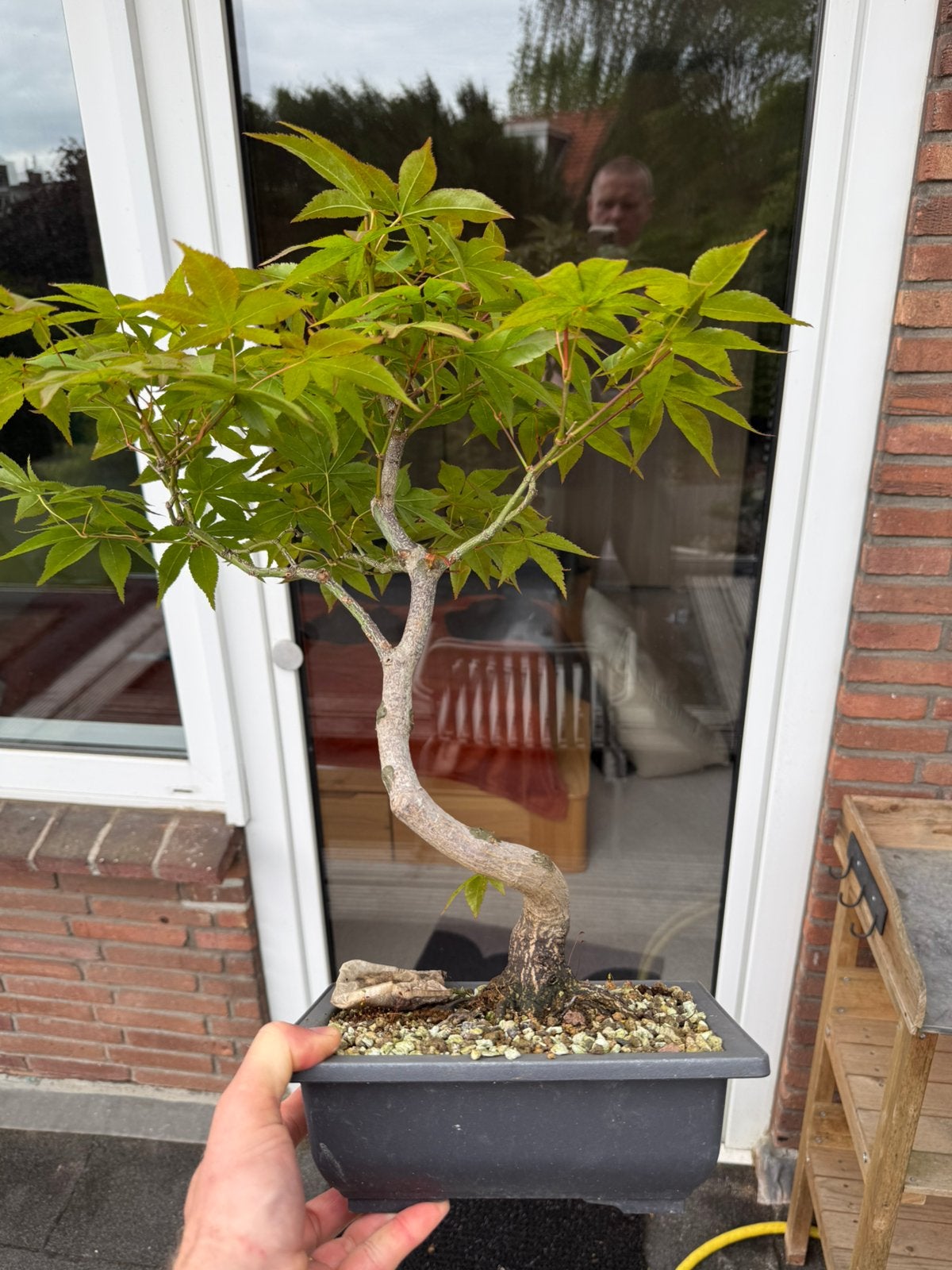 Japanse Esdoorn Bonsai 12 jaar oud #6, Bloeit niet, Minder dan 100 cm, Volle zon, In pot
