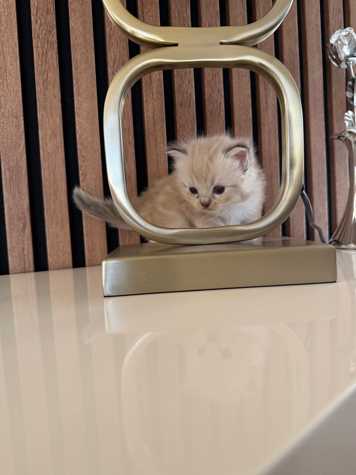 Ragdoll poesjes sepia mink