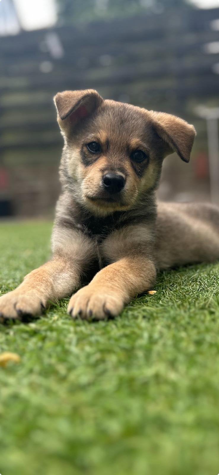 Pup herdermix x eurasiër, reu, Dieren en Toebehoren, Honden | Herdershonden en Veedrijvers, Parvo, Reu, 8 tot 15 weken, Eén hond