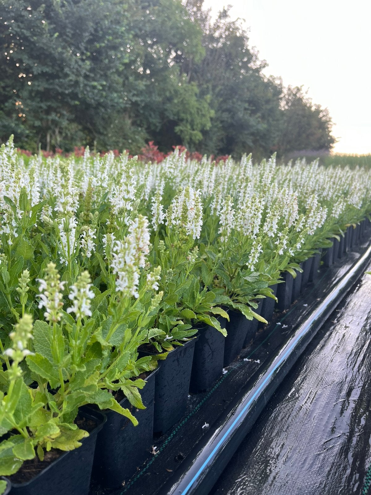 Salvia nemorosa 'Schneehugel' / Salie P9, Ophalen of Verzenden, Vaste plant, Overige soorten, Volle zon