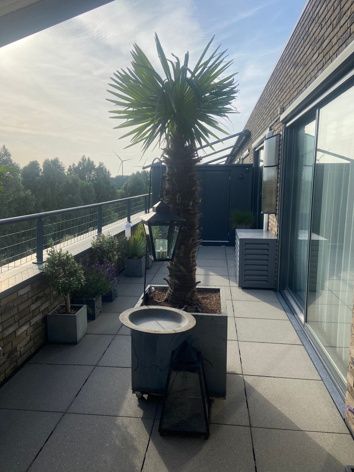 Palmboom Trachycarpus fortunei. Incl bak, Tuin en Terras, Planten | Bomen, Volle zon, Ophalen of Verzenden, 100 tot 250 cm, Zomer