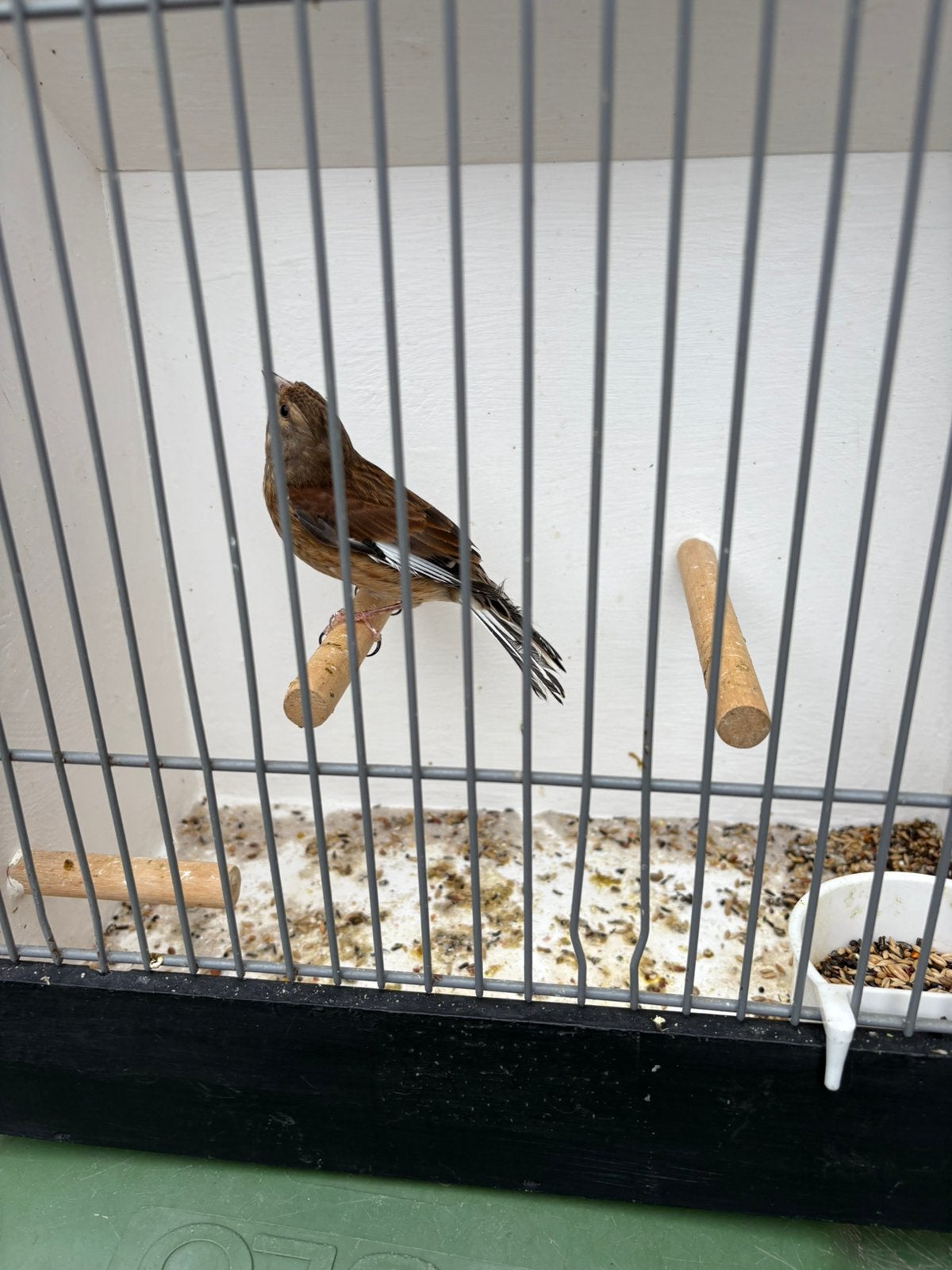 Kneu man., Dieren en Toebehoren, Mannelijk, Geringd