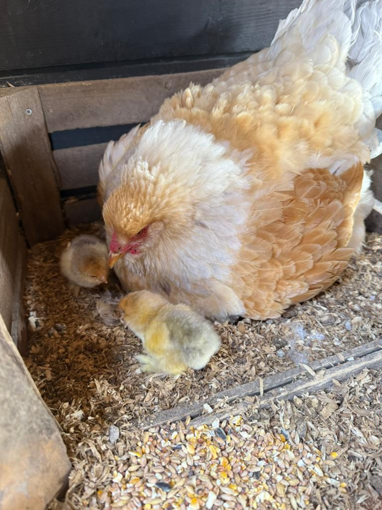 Brahma kuikens, Dieren en Toebehoren, Pluimvee, Kip, Geslacht onbekend