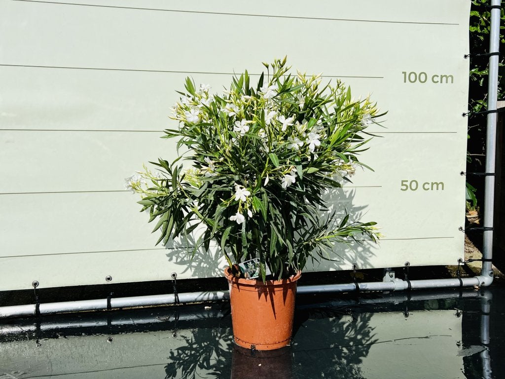 Witte Oleander - hoogte 60-80 cm, In pot, Halfschaduw, Lente, Minder dan 100 cm