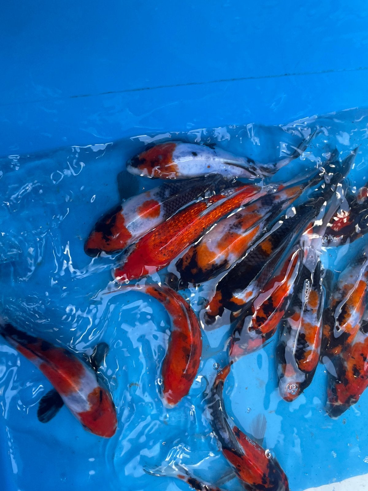 mooie japanse koi van +-15 cm, Karper of Koi