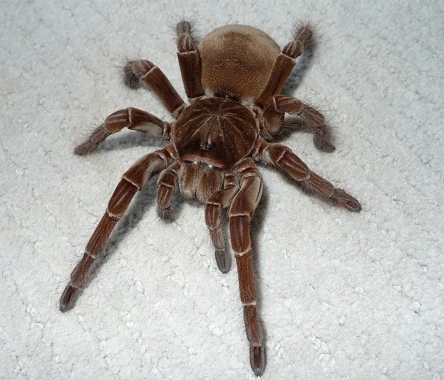 GEZOCHT! theraphosa Stirmi.
