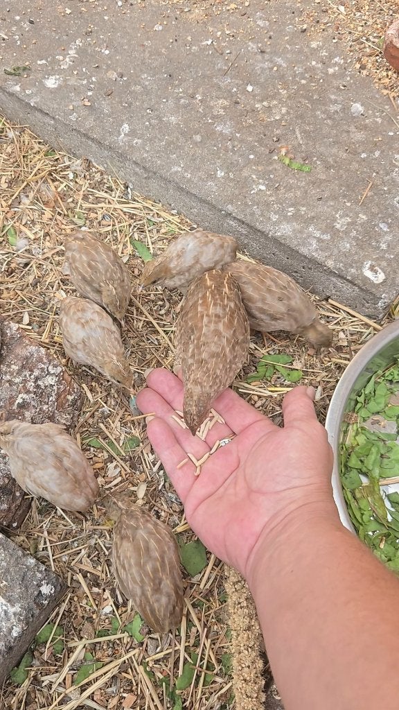 Jonge Chinese Dwerg Kwartels - Natuurbroed - Buiten Volière, Meerdere dieren, Tropenvogel