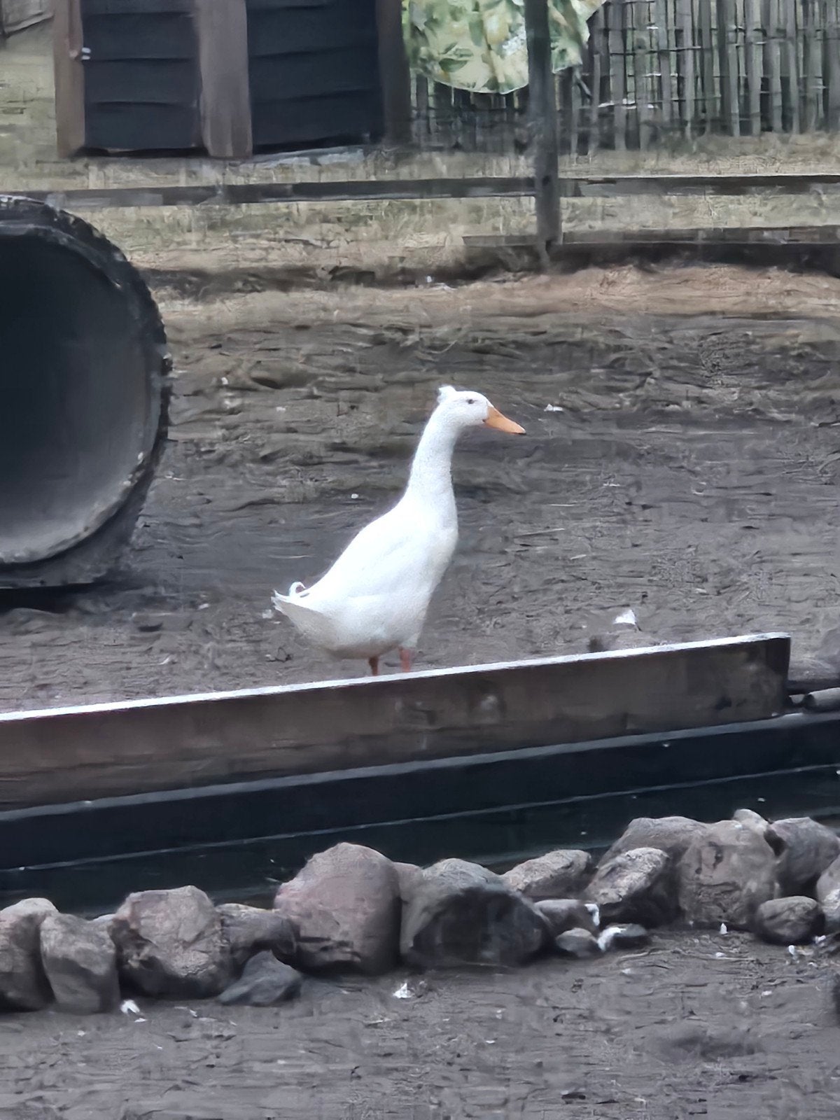 eenden, Dieren en Toebehoren, Pluimvee, Meerdere dieren, Eend