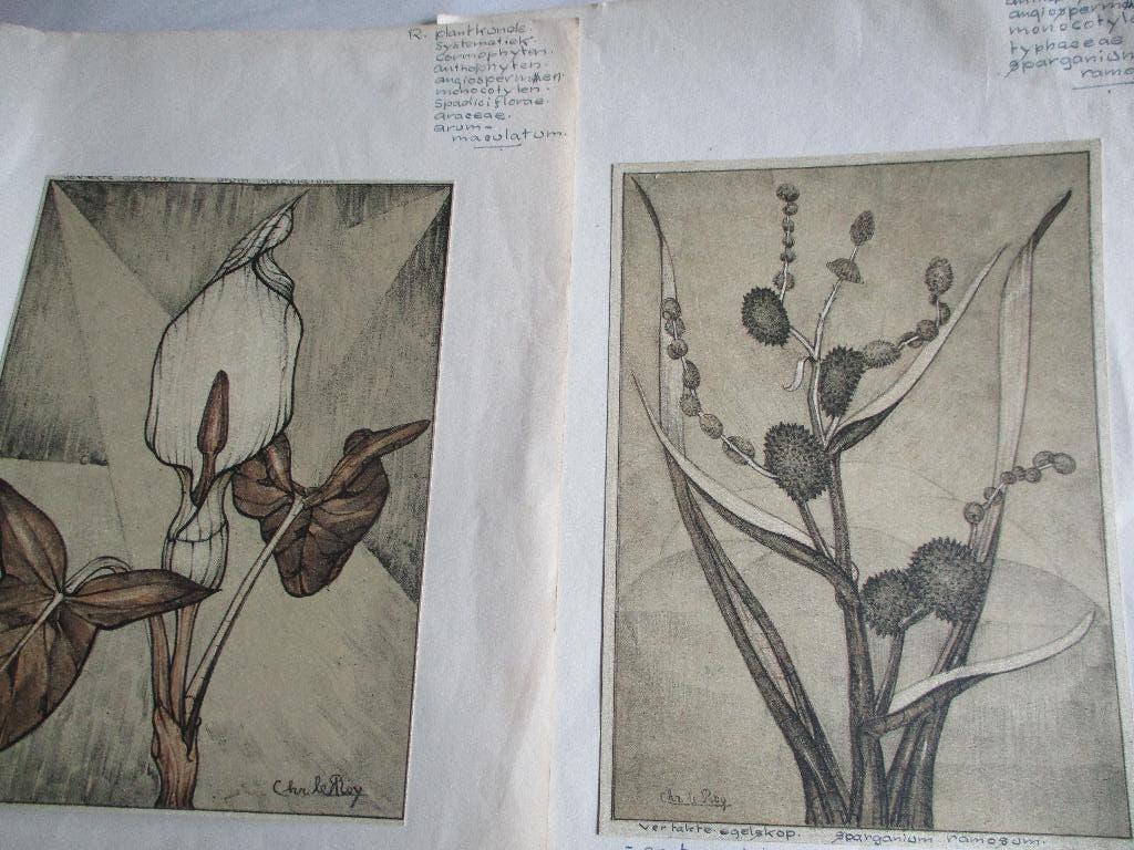 afbeelding planten, Verzamelen, Overige Verzamelen, Gebruikt, Ophalen of Verzenden