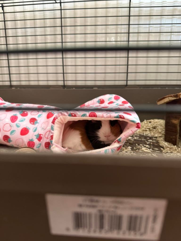 Cavia’s, Cavia, Mannelijk, Januari, Tam