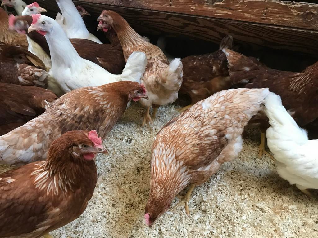 Jonge hennen legkippen lohmann en leghorn kippen leghennen, Vrouwelijk, Kip