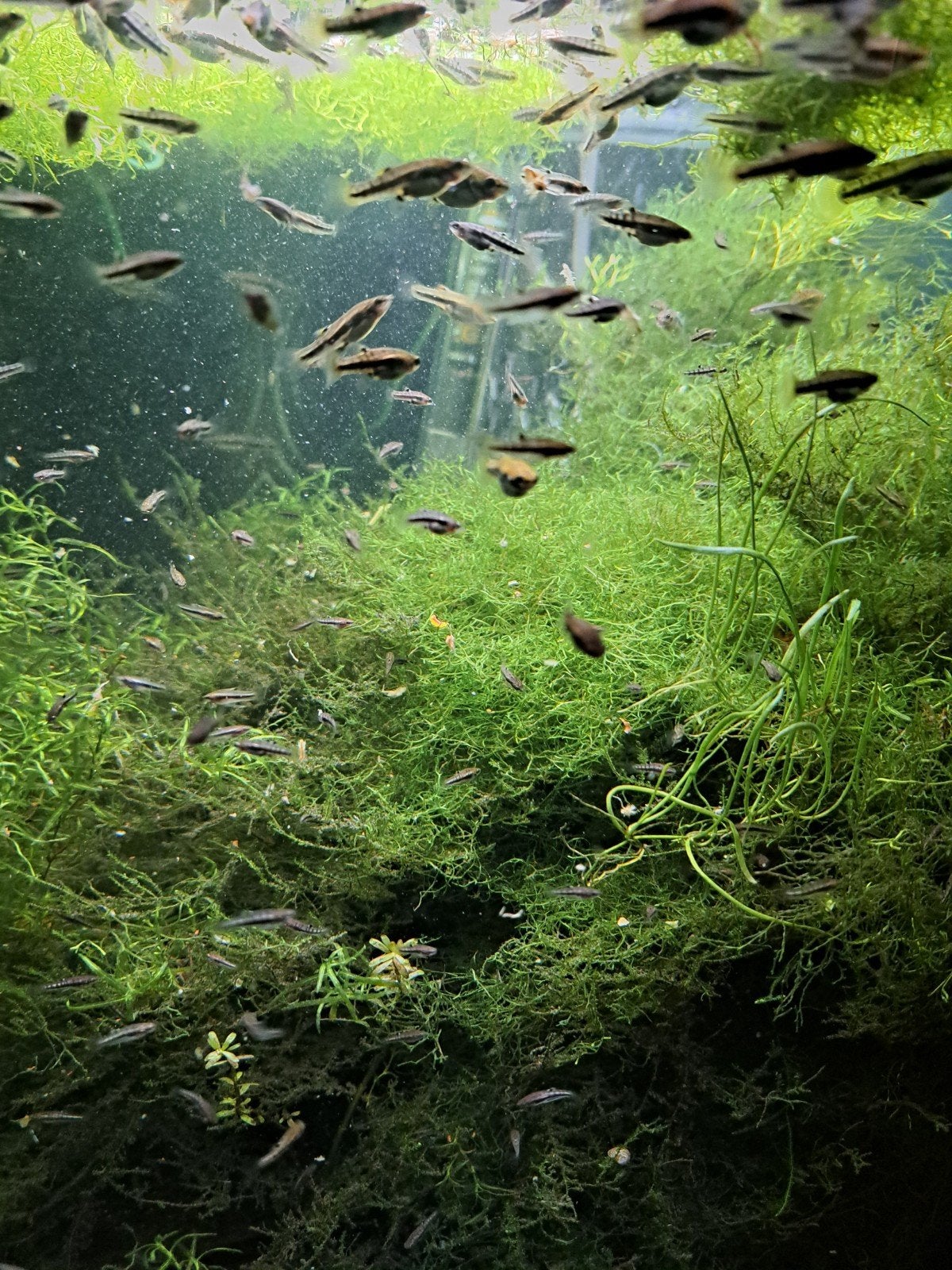 Heterandria formosa, Vis