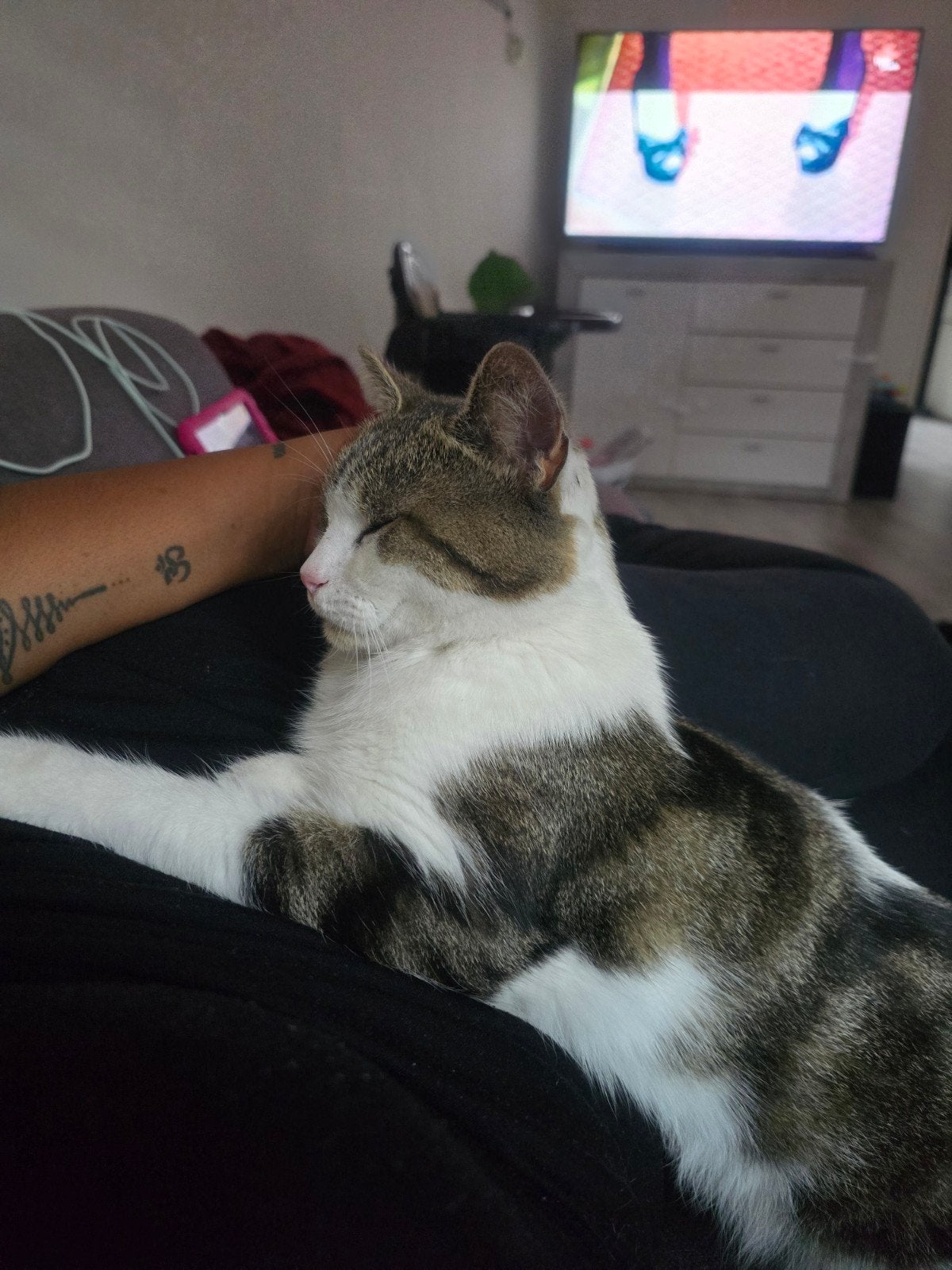 Britse korthaar Ace, Dieren en Toebehoren, Kater, Kortharig, 0 tot 2 jaar