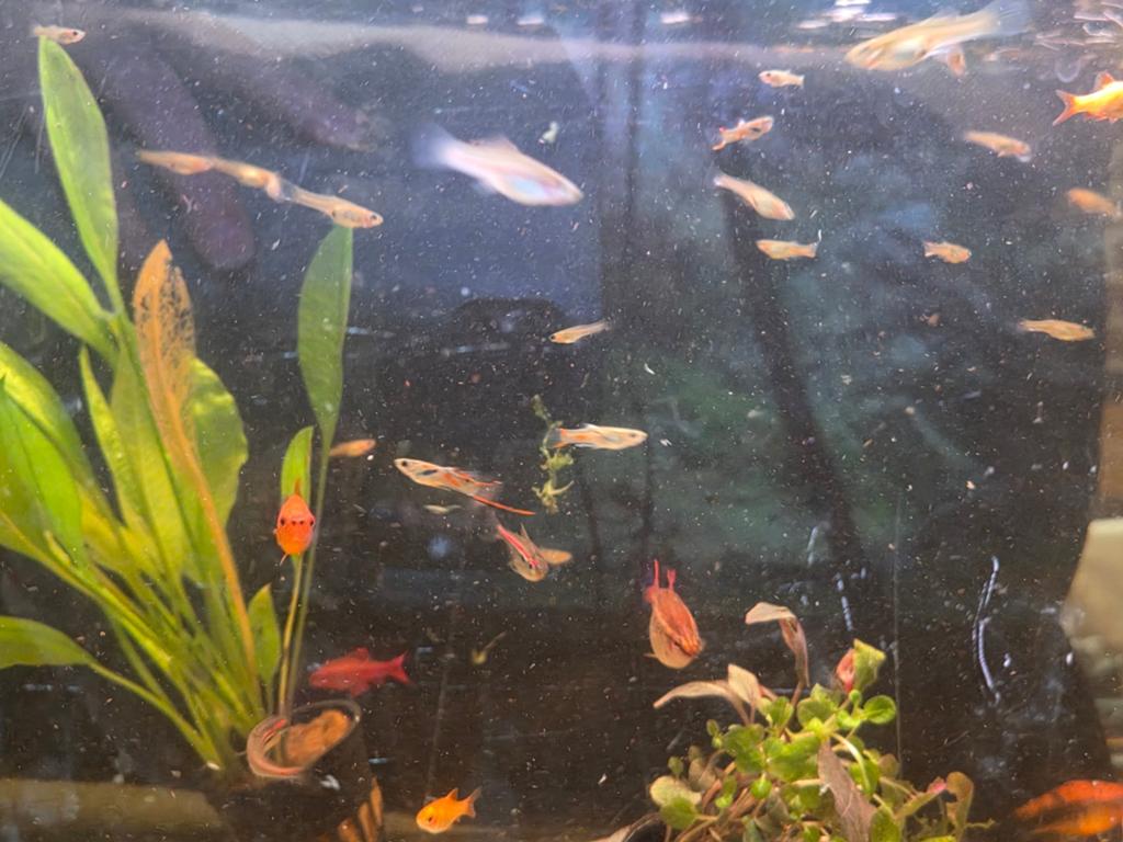Jonge guppen mix, Dieren en Toebehoren, Vis