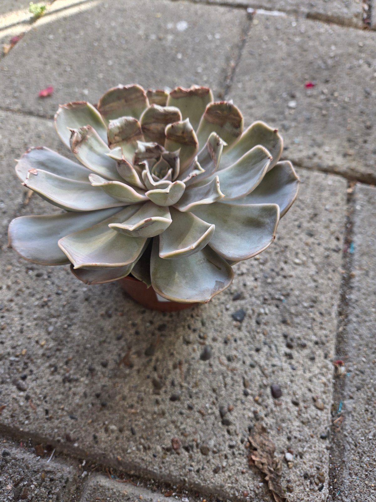 Echeveria plant - Prachtige succulent voor binnen, Ophalen