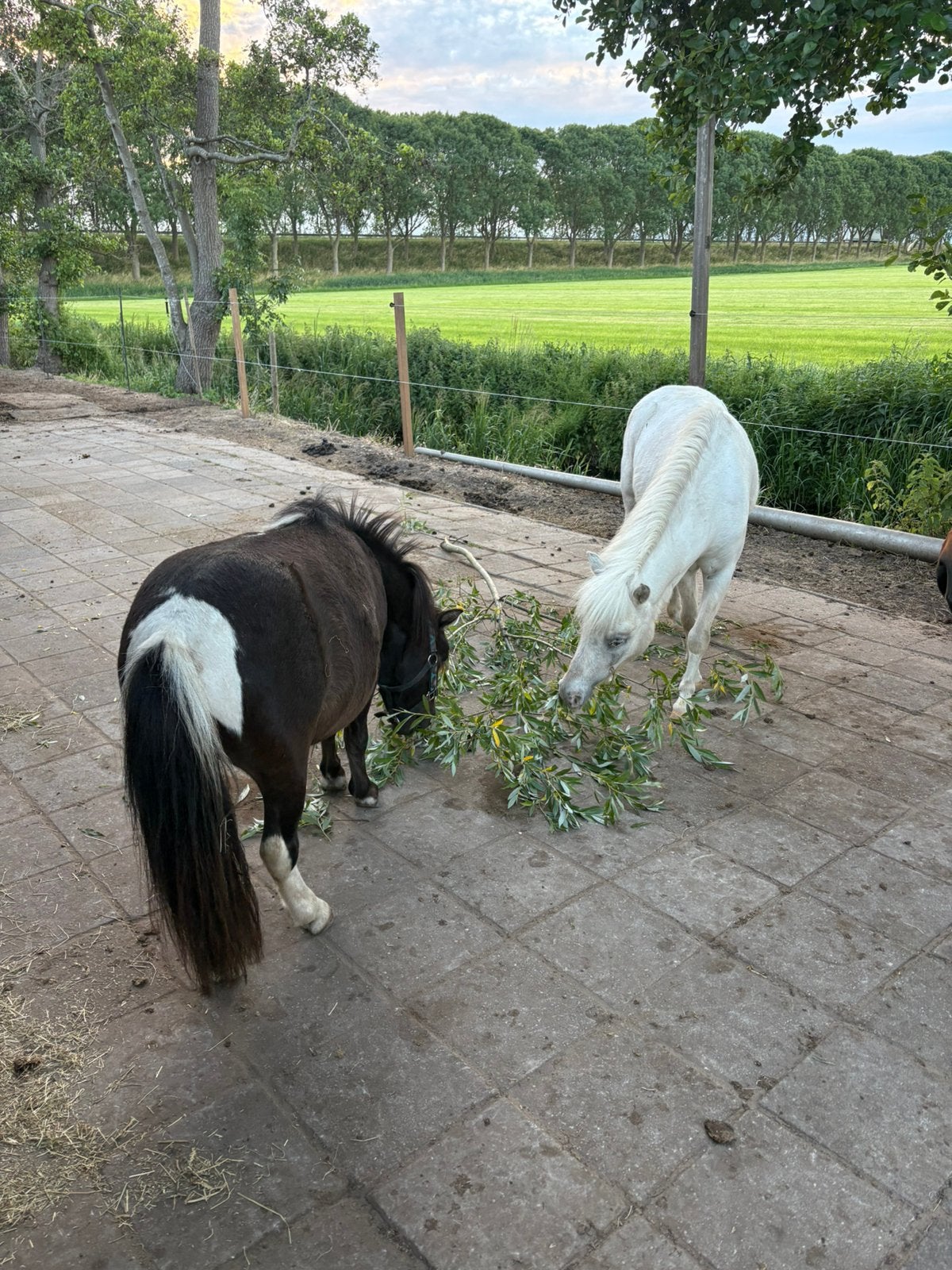 Shetlander stalling, Stalling, 2 of 3 paarden of pony's