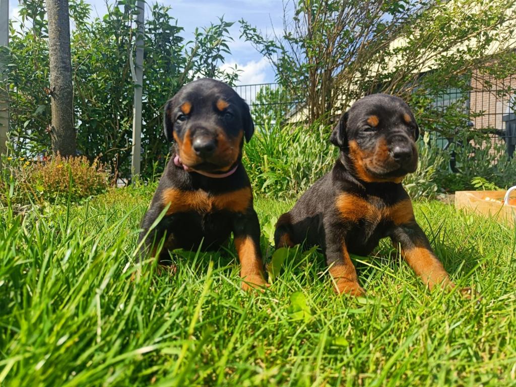 Dobermann pups te koop. Groeien op in Huiselijke kring!, Parvo, Overige rassen, 8 tot 15 weken, Meerdere