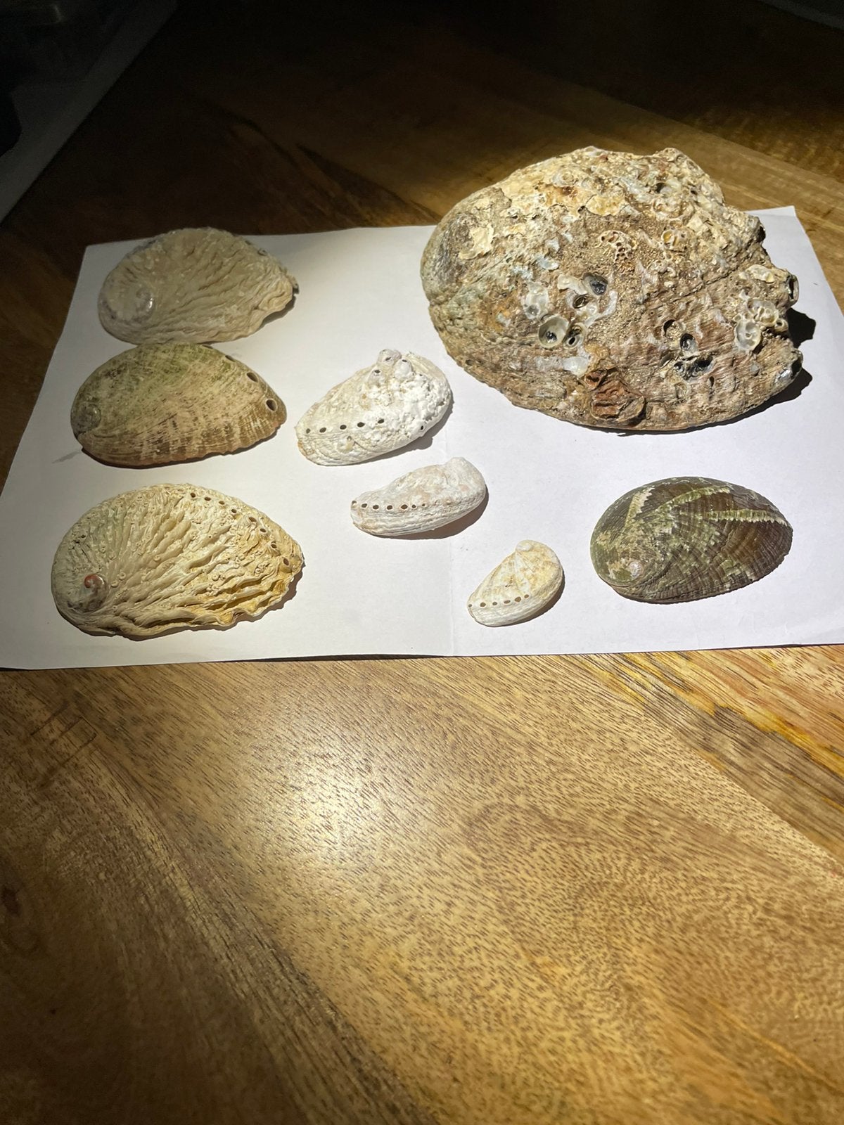7 Paus Abalone kleine/ 1 grote, Ophalen of Verzenden, Schelp(en)