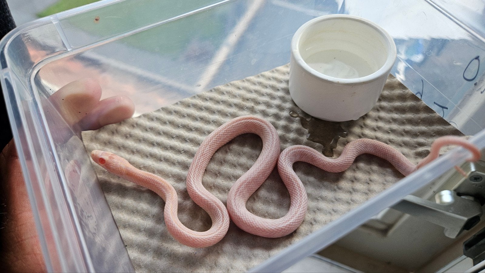 1.0 pantherophis guttatus snow het caramel, sunkissed, Slang, 0 tot 2 jaar