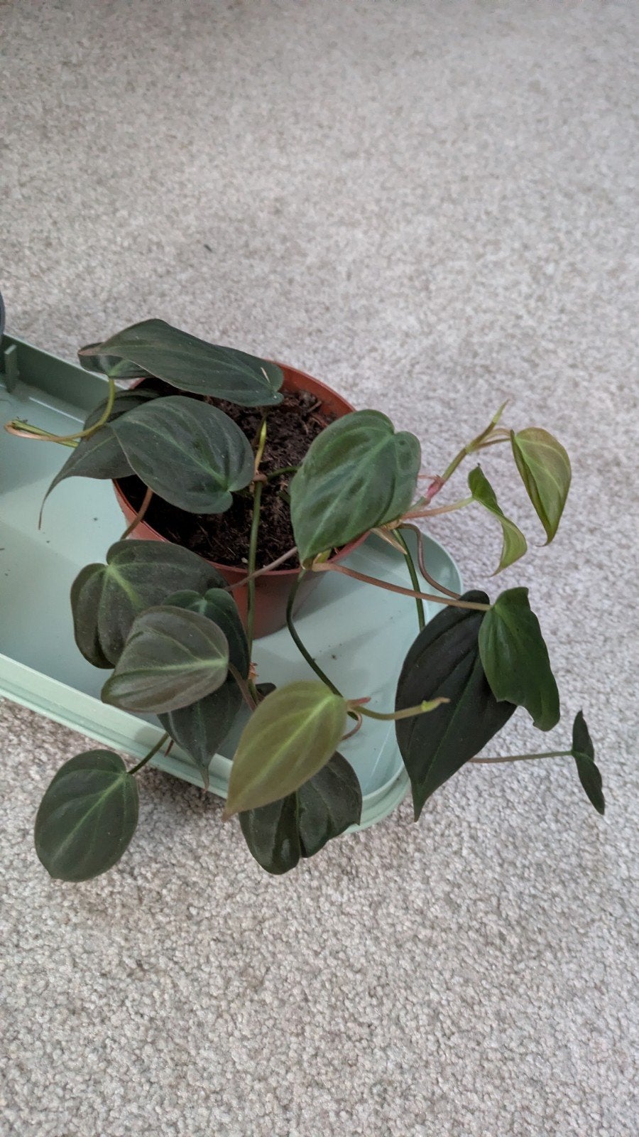 Philodendron plant, Ophalen of Verzenden, Halfschaduw, Minder dan 100 cm