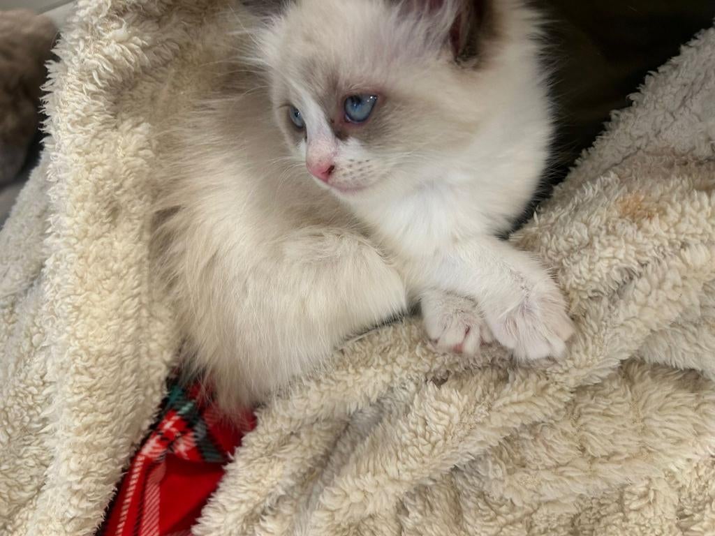 Super Lief Ragdoll katertje ️️❤️❤️ 100 procent Ragdoll, Kater, Ontwormd, 0 tot 2 jaar
