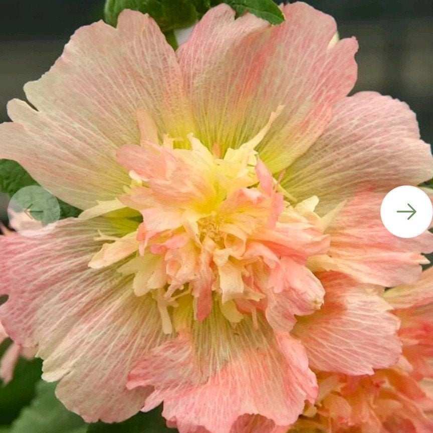 Stokroos - Spring Celebrities Apricot zaden, Ophalen of Verzenden, Volle zon