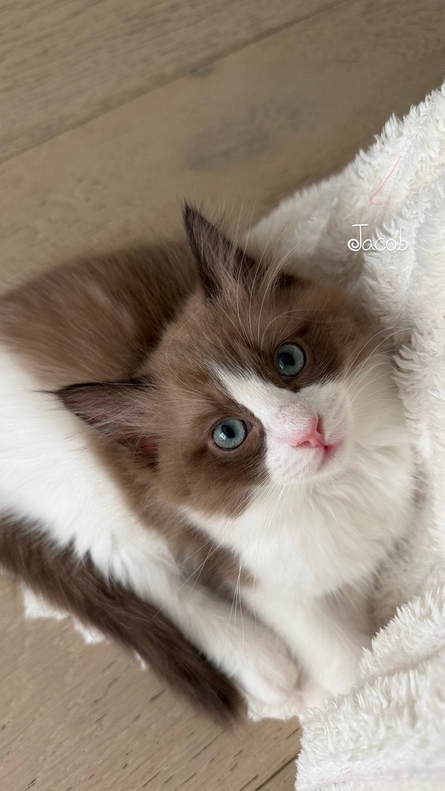 Nog 2 prachtige chocolate bicolor kittens beschikbaar!, Meerdere dieren, Gechipt, 0 tot 2 jaar