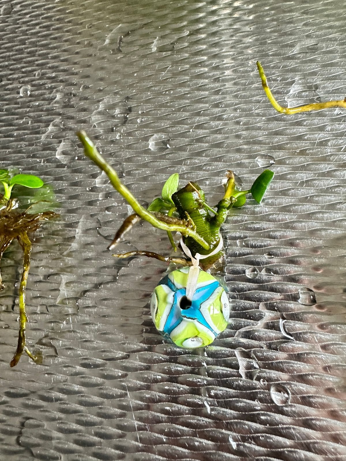 Anubia kleine aquarium plantjes, Vis