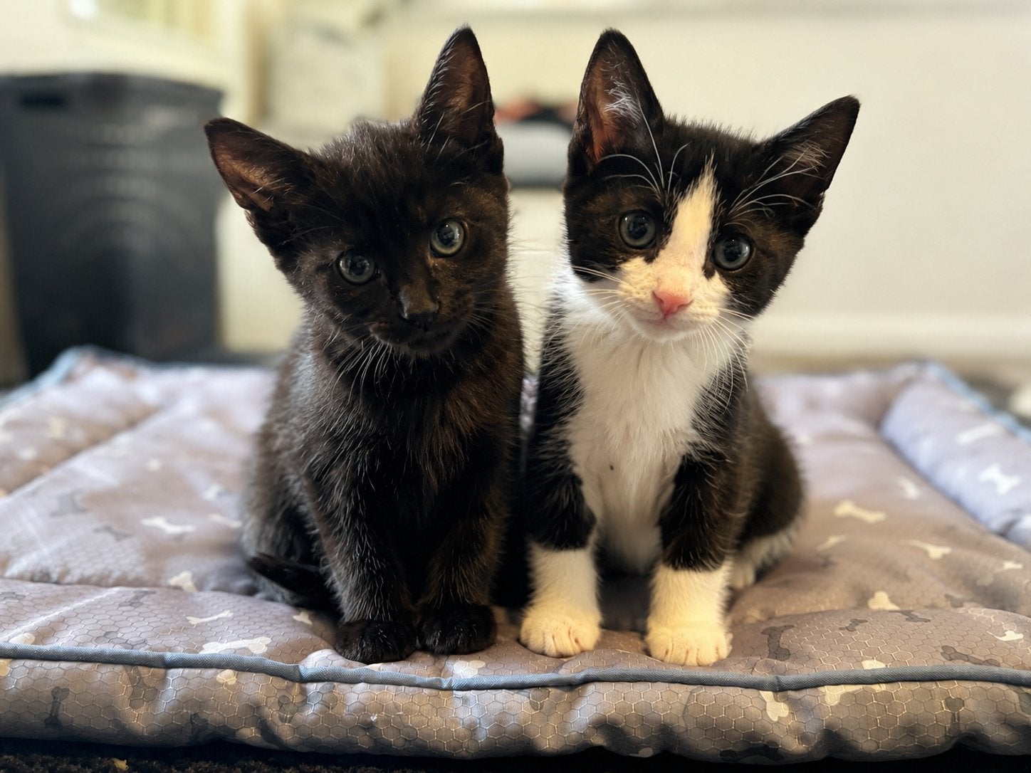 Lieve kittens te koop!, Meerdere dieren