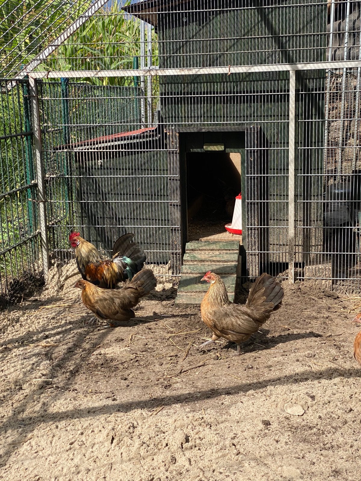 Hollandsche kriel, Dieren en Toebehoren, Pluimvee, Meerdere dieren, Kip