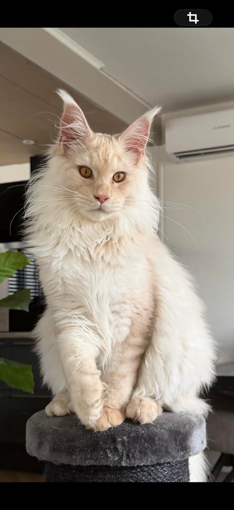 Stamboom maine coon kater cream silver shaded, Kater, Met stamboom, 0 tot 2 jaar