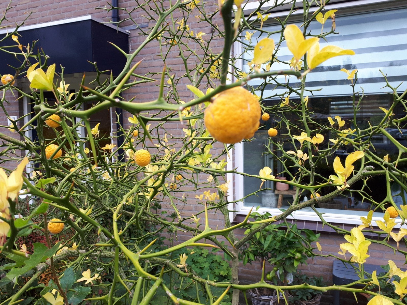 Winterharde citroen Poncirus trifoliata meerstammig 250 cm, Tuin en Terras, Planten | Fruitbomen, Ophalen, 100 tot 250 cm, Citroenboom