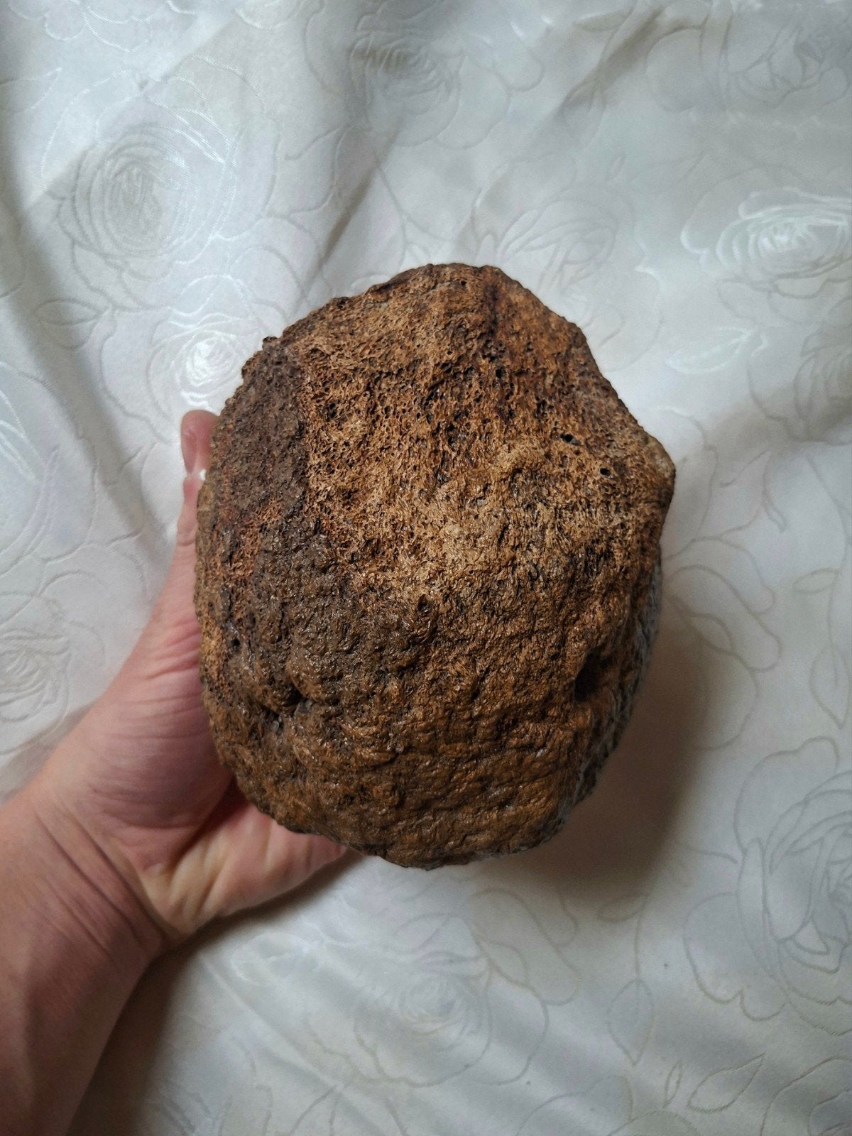 Wolharige mammoet patella knieschijf fossiel, Ophalen of Verzenden, Fossiel
