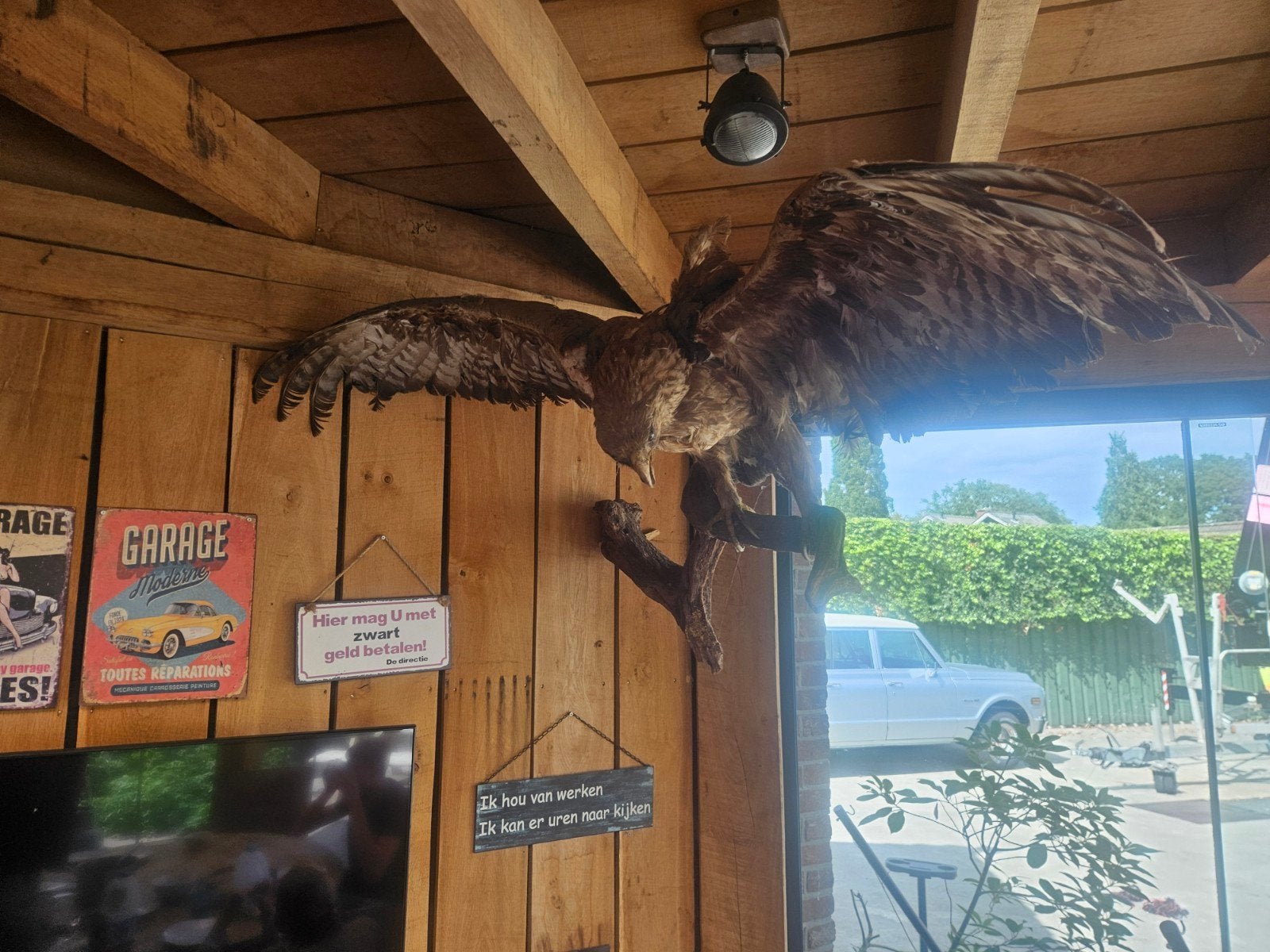 Prachtige opgezette buizerd - Uniek decoratiestuk, Verzamelen, Ophalen of Verzenden, Gebruikt, Vogel, Opgezet dier